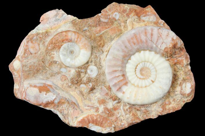 Triassic Agatized Ammonite Cluster - Indonesia #129418